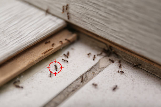 Best Exterminator Services  in Harvard, IL