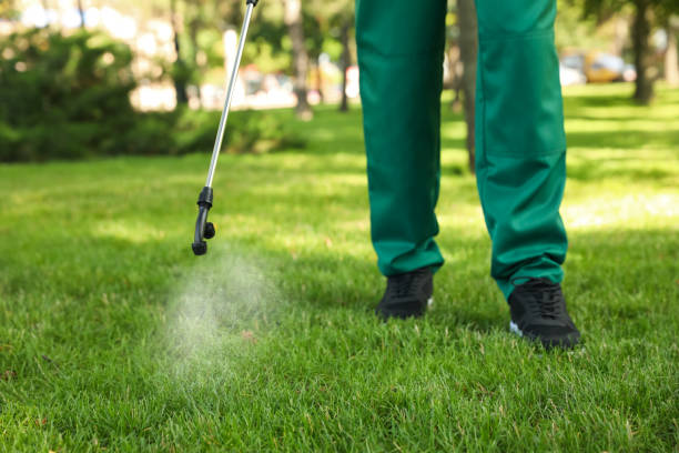 Wasp Removal Services in Harvard, IL